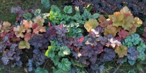 Nevjerojatna geykhera - koristimo u pejzažnom dizajnu stranice